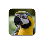 Handsome Parrot Rubber Square Coaster (4 pack)
