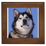 Alaskan Malamute Dog Framed Tile
