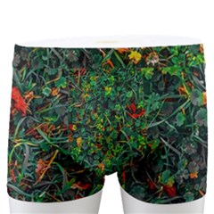 Grass Nature Meadow Men s Boxer Briefs