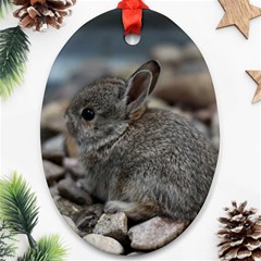 Small Baby Bunny Ornament (oval) 