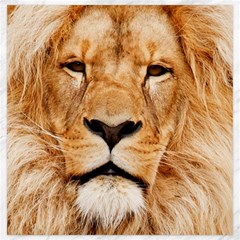 Africa African Animal Cat Close Up Canvas 20  X 20  