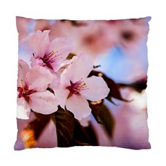Three Sakura Flowers Standard Cushion Case (one Side)